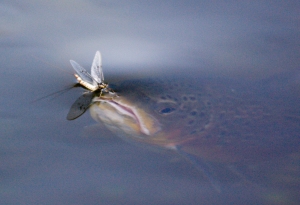 Trout rising to a mayfly. Copyright Philip Williams